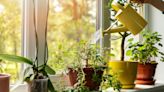 How do I fix an overwatered plant? The warning signs – and ways to combat excessive moisture