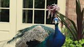 Over the Garden Fence: The prideful peacock was once the cuisine of royalty