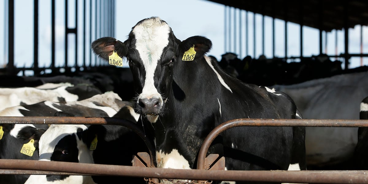 West Virginia Department of Agriculture working to keep bird flu out of state amid concerns