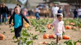 Pumpkin season starts this weekend. These Northern California farms let you pick your own