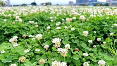 來新北大都會公園 賞「白花三葉草」