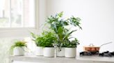 How to re-pot a houseplant successfully - 5 tricks that will help you get the job done in minutes