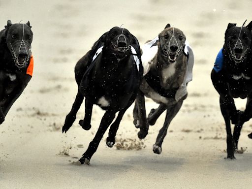 MSP wins enough support to introduce greyhound racing ban Bill at Holyrood