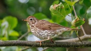 Lights out: Pennsylvania resident asked to turn off outdoor lights as bird migration ramps up