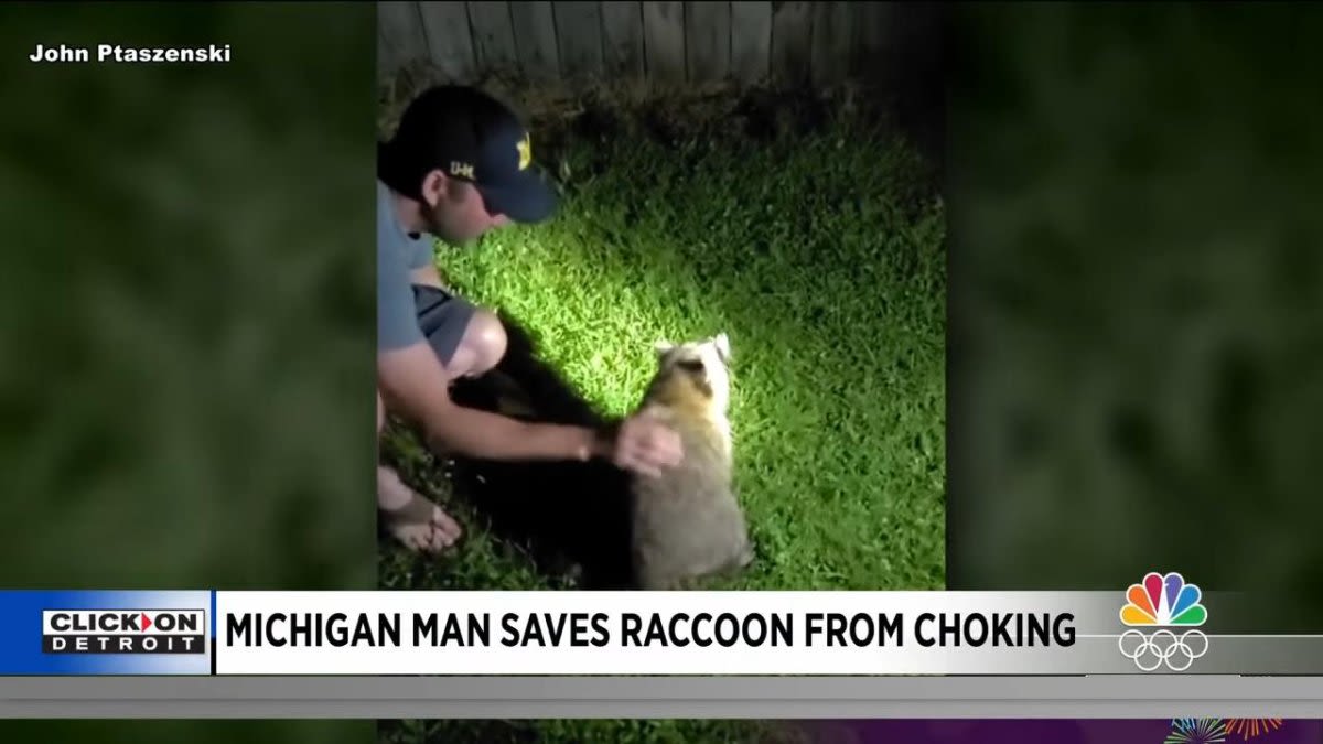 Watch: Raccoon choking on cheese rescued by Michigan friends