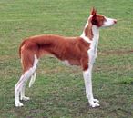 Ibizan Hound