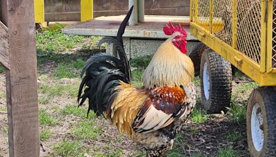 Atlantic County animal rescue surprised by delivery of 60 roosters