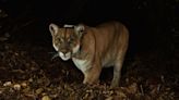 How a lonely mountain lion led to the creation of the world’s largest wildlife overpass