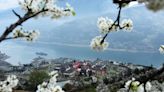 Blossoming plum adds tourism charm to west China’s Wushan County