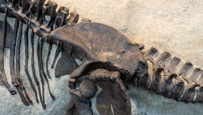 Nantes : C’est quoi cette chasse aux dinosaures, lancée par le Muséum sur un site archéologique aux États-Unis ?