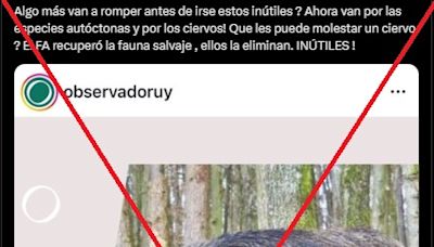 El jabalí y el ciervo axis no son especies nativas de Uruguay; son exóticas invasoras