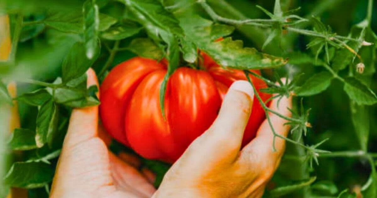 Tomatoes will produce bigger and more bountiful fruit when fed 90p kitchen scrap