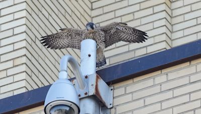 Montreal peregrine falcon chicks take first flights into a world full of danger