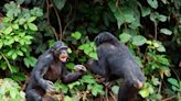 Peaceful Bonobos and Aggressive Chimps? New Research Says It’s More Complicated Than That - EcoWatch