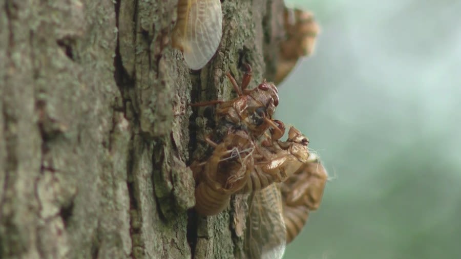 Cicada Madness: Illinoisans find unique ways to cope with their emergence