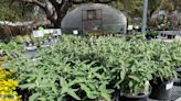 What do I plant now? Shorter Central Texas winters mean that gardeners can start earlier