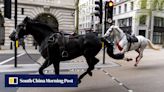 Hold your horses: escaped army horses run loose in central London