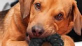 These indestructible dog toys will keep your pup happy and your belongings bite-free