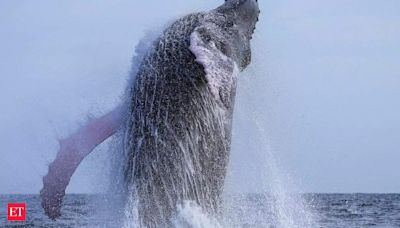 Watch: Humpback whale accidentally capsizes boat off Portsmouth, know what happened?