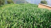 Chamba farmers rejoice as rain revives maize crop