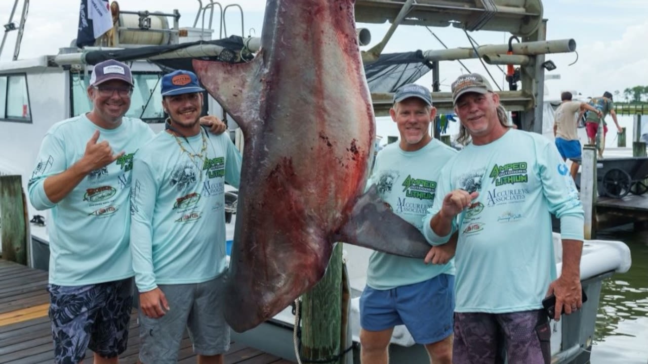 Another record? 494.5-pound bull shark caught at Alabama fishing rodeo