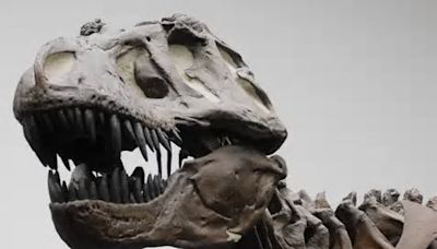 El T-Rex, una máquina de matar con cerebro de lagartija