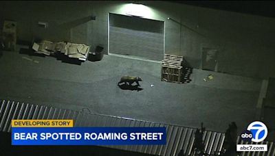 Bear wanders through industrial area of Chatsworth in unusual sighting