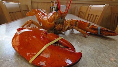 Rare orange lobster, found at Red Lobster, gets cool name and home at Denver aquarium