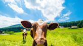 Why taxing cow burps isn’t the best climate solution