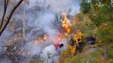 50 hectáreas de bosque de pino quedaron destruidas tras incendio forestal