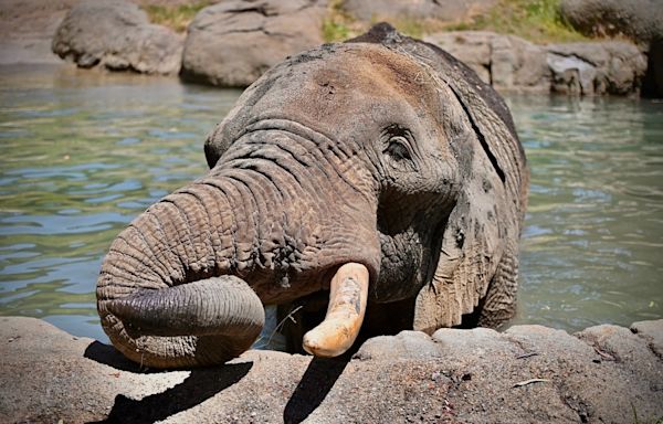 Beloved Oakland Zoo elephant to reunite with other African elephants at sanctuary