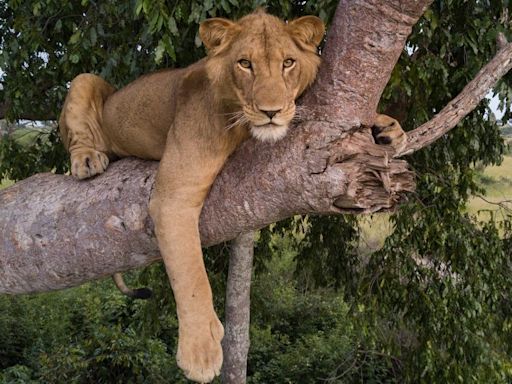 Two lions make record-breaking swim for ‘female affection’