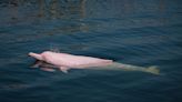 Fact check: Have pink dolphins been seen in North Carolina?