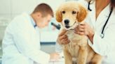 Lymphadenitis in Dogs: Symptoms, Causes, & Treatments