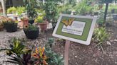 Seniors create and maintain a nationally recognized butterfly sanctuary in Lake Worth
