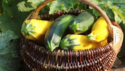 When to harvest zucchini — 3 things I've learned as a home gardener