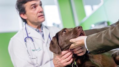 Conozca algunas de las enfermedades más comunes en los perros