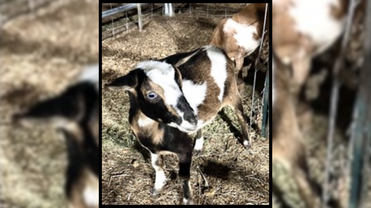 Stray goats found in Yuma residential area - KYMA