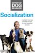 Cesar Millan's Socialization