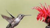 Why Is Biodiversity Important For Gardeners?