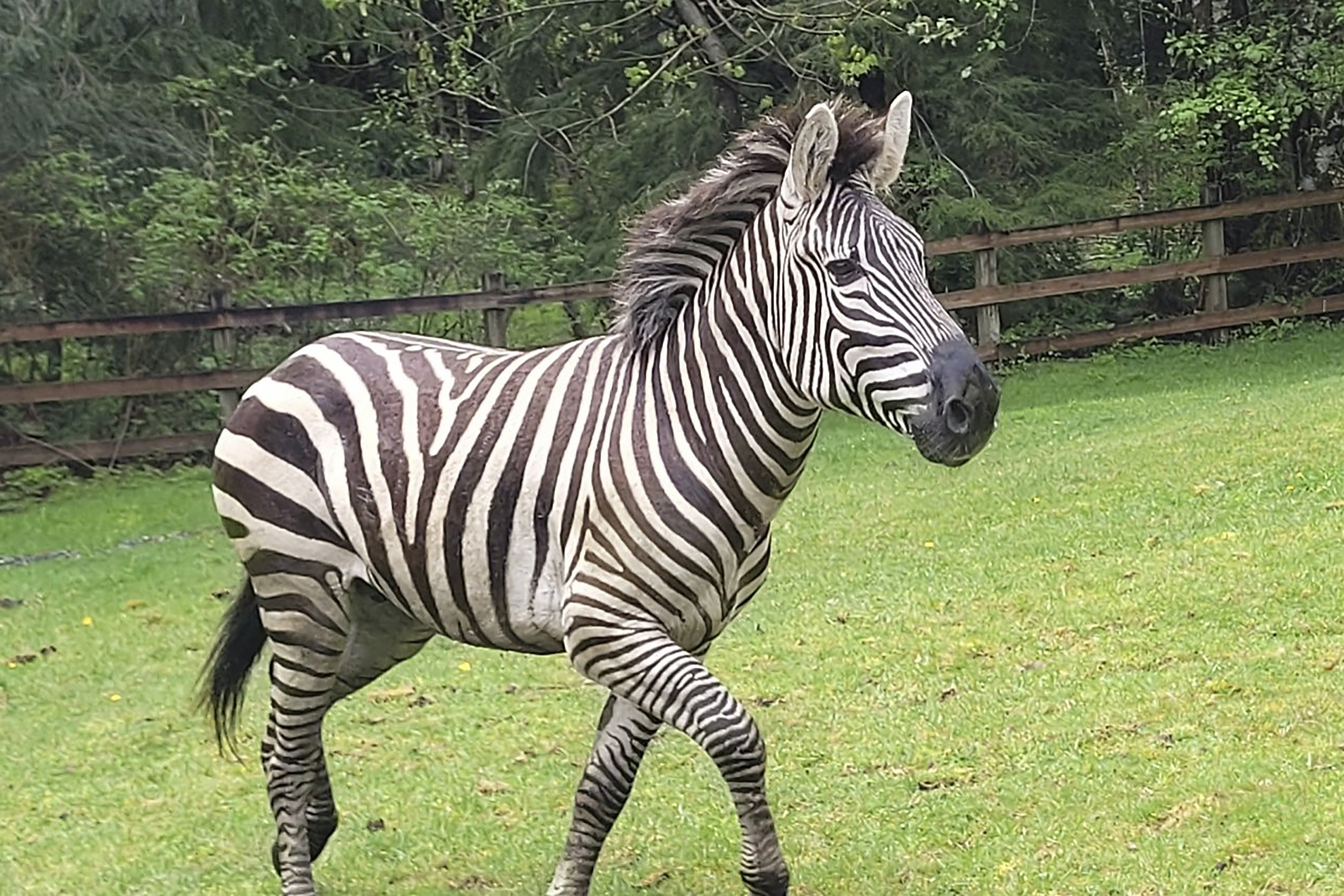 Zebra remains on the loose in Washington state as officials close trailheads to keep people away