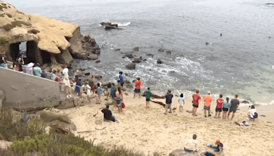‘We want it for humans only': San Diego group pushes to get sea lions out of La Jolla Cove