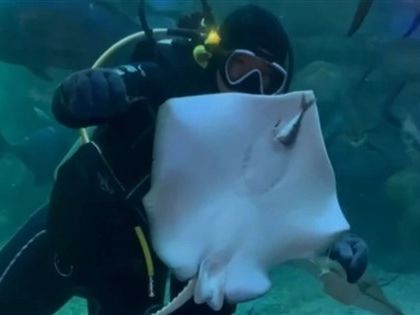 澎湖水族館添2尾豹紋小魟魚 超萌模樣遊客好驚喜