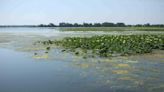 Wetland restoration in Southeast Michigan reconnects habitat to Lake Erie