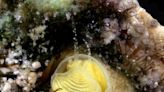 The 'Margaritaville' snail: meet the new species named after a Jimmy Buffett song