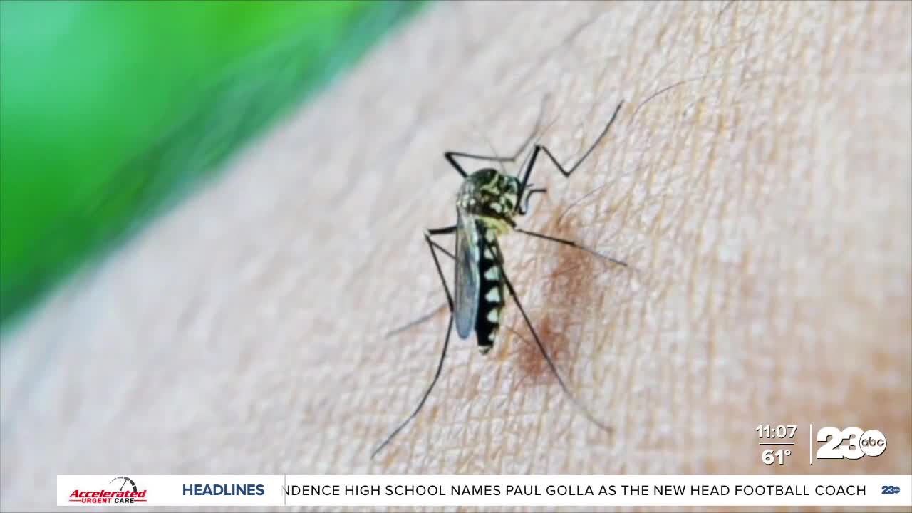 MOSQUITOES IN THE HOUSE: How to prevent pest growth in your neighborhood