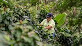 Climate change ‘putting future of Colombian coffee production in danger’