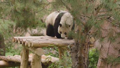 大熊貓「雲川」及「鑫寶」下月八日將於聖迭戈動物園公開亮相