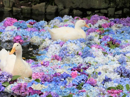 茨城的花之寺 雨引觀音、保和苑 | 蕃新聞