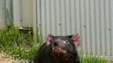 Columbus Zoo announces death of 5-year-old Tasmanian devil named Thyme